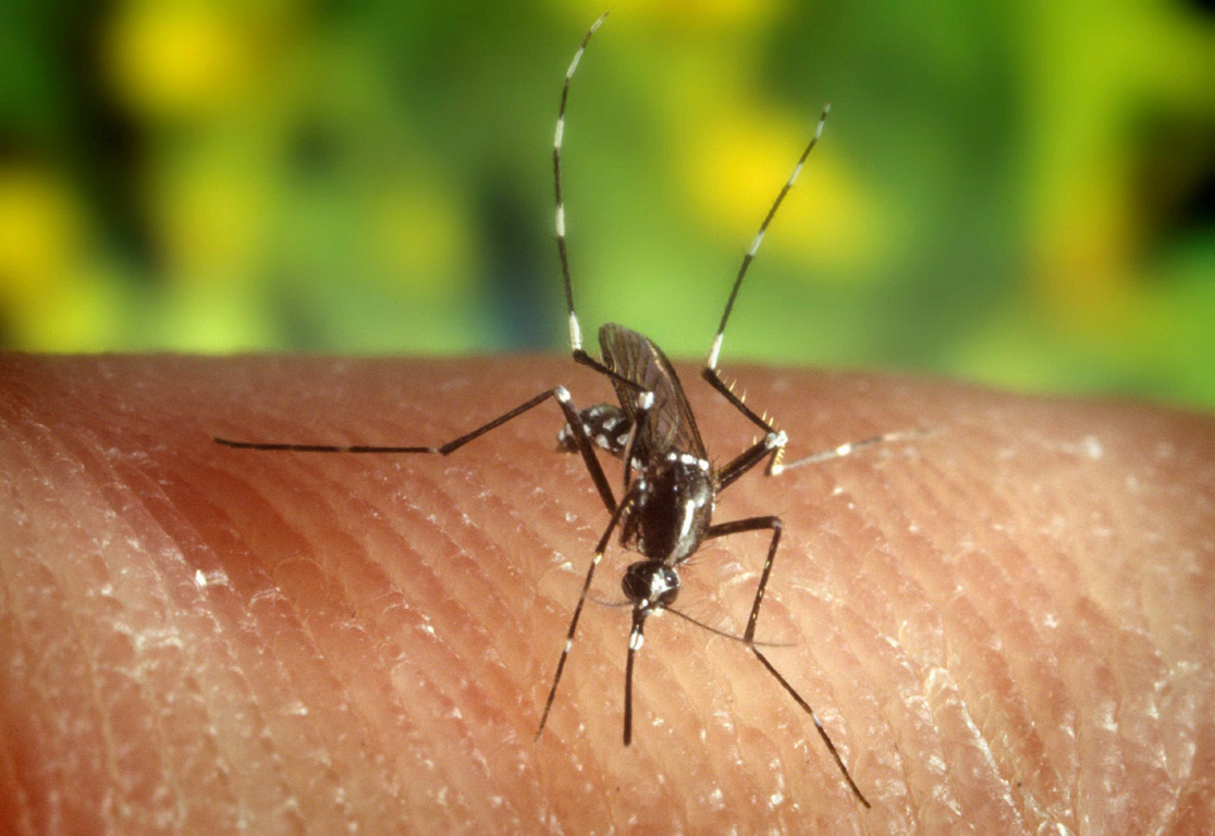 Πρόγραμμα καταπολέμησης κουνουπιών για το 2016 στην Π.Ε. Λάρισας